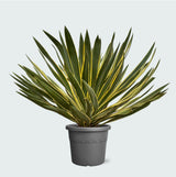 Product afbeelding 1
