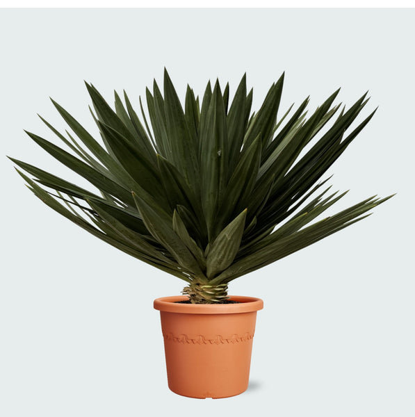 Yucca Gloriosa 'Lone Star' - 120cm