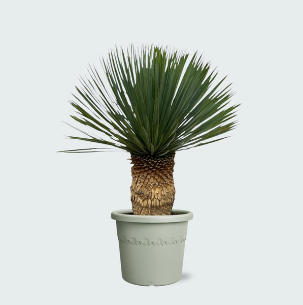 Yucca Rostrata - 100cm