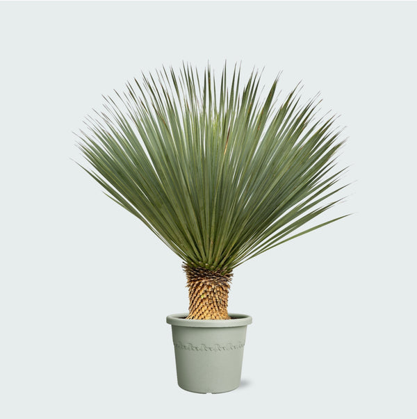 Yucca Rostrata - 120 cm kopen bij Green Bubble