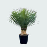 Product afbeelding 3