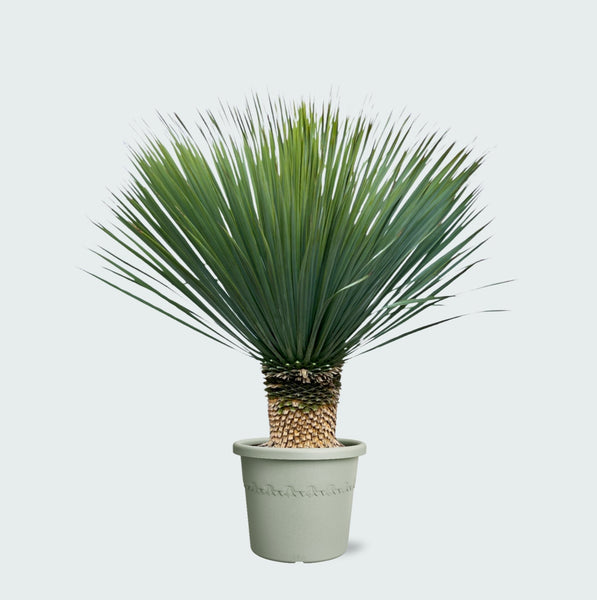 Yucca Rostrata - 140 cm