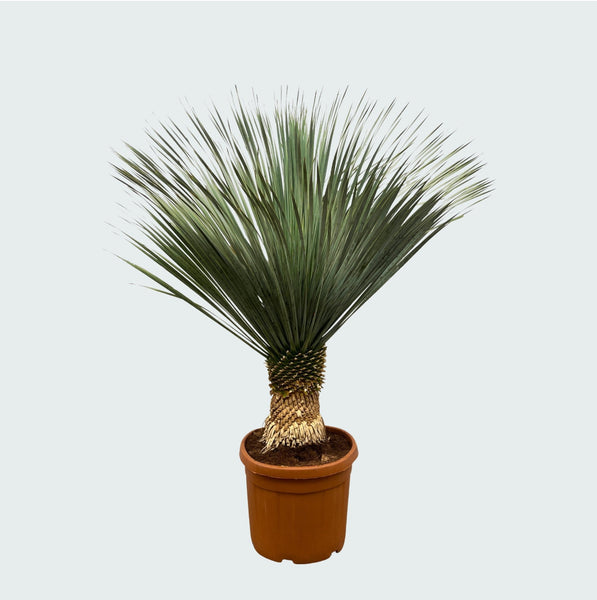 Yucca Rostrata - 160cm