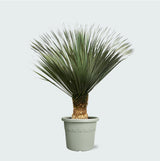 Product afbeelding 1