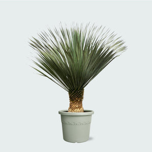 Yucca Rostrata - 160cm