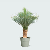 Yucca Rostrata - 170cm