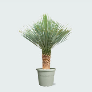Yucca Rostrata - 170cm