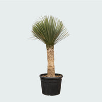 Yucca Rostrata - 200cm