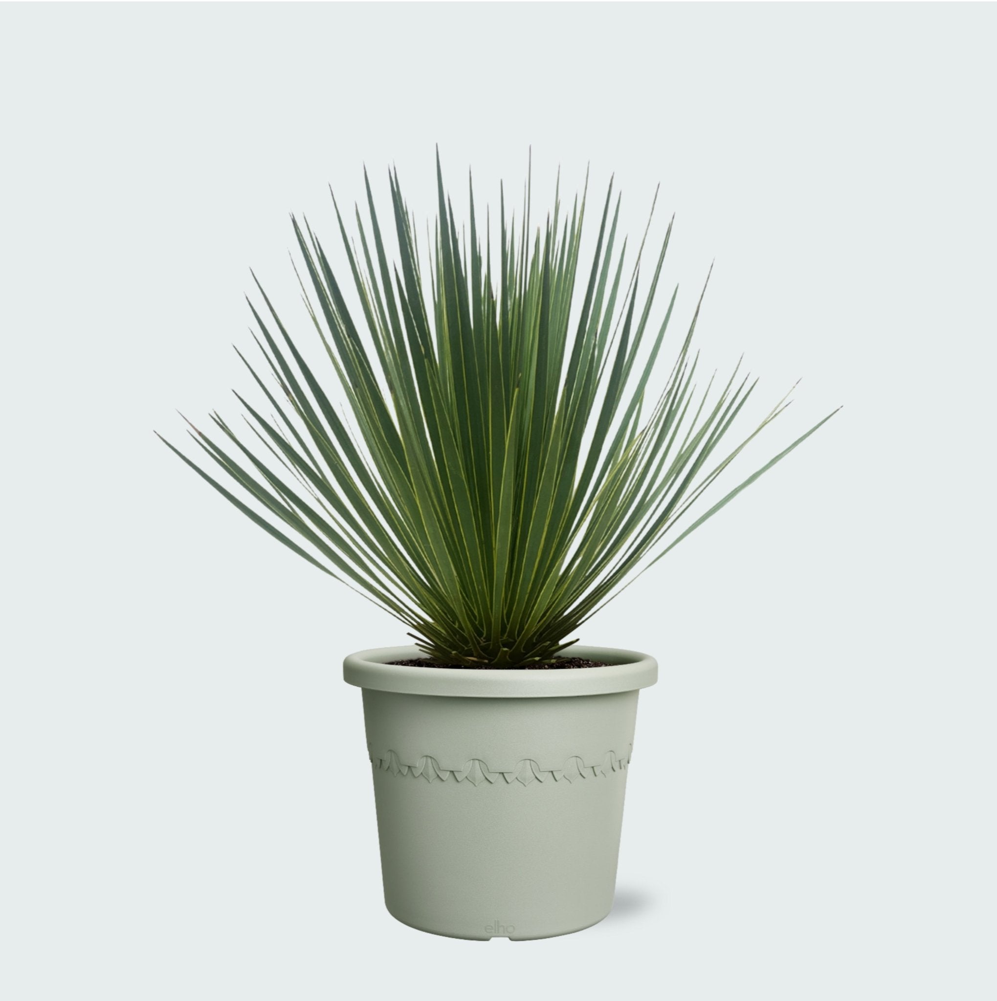 pots for yucca plants Yucca Rostrata - 50cm