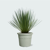 Product afbeelding 1