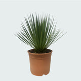 Product afbeelding 5