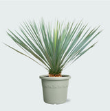 Product afbeelding 1