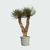 Yucca Rostrata Hidra - 200 cm