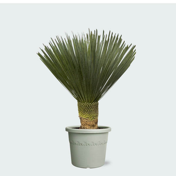 Yucca Rostrata 'Blue Swan' - 100cm