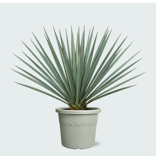 Yucca Rostrata 'Blue Swan' - 70 cm