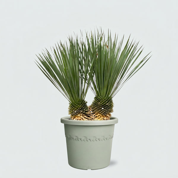 Yucca Rostrata dubbele stam - 100cm