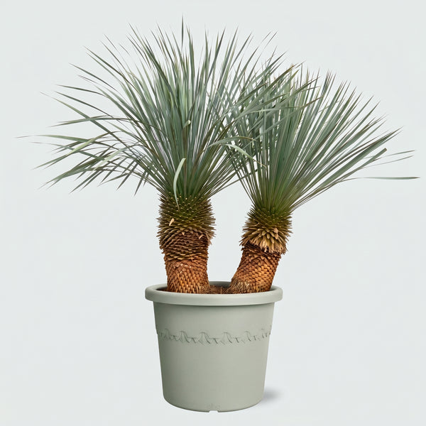 Yucca Rostrata dubbele stam - 150cm