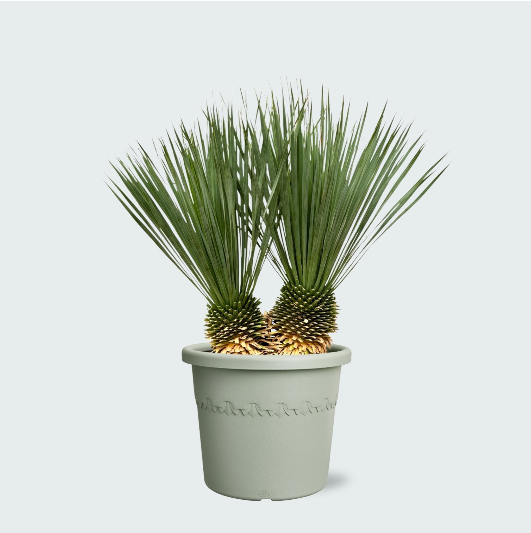 Yucca buy | Fresh from the grower | Best Price