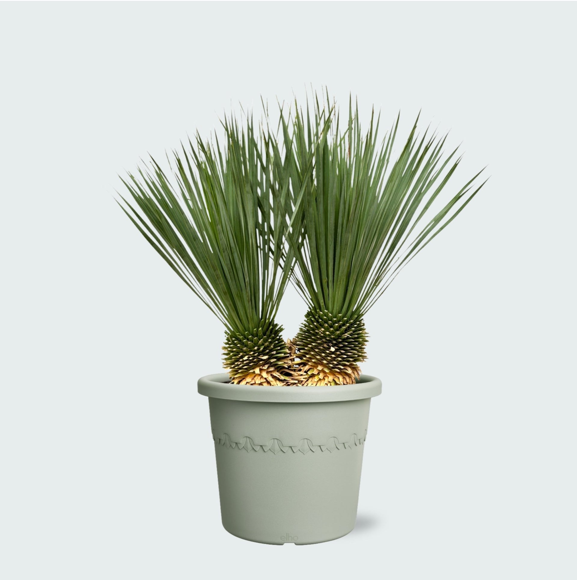yucca plant in a pot Yucca Rostrata double stem - 120 cm