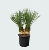 Product afbeelding 2