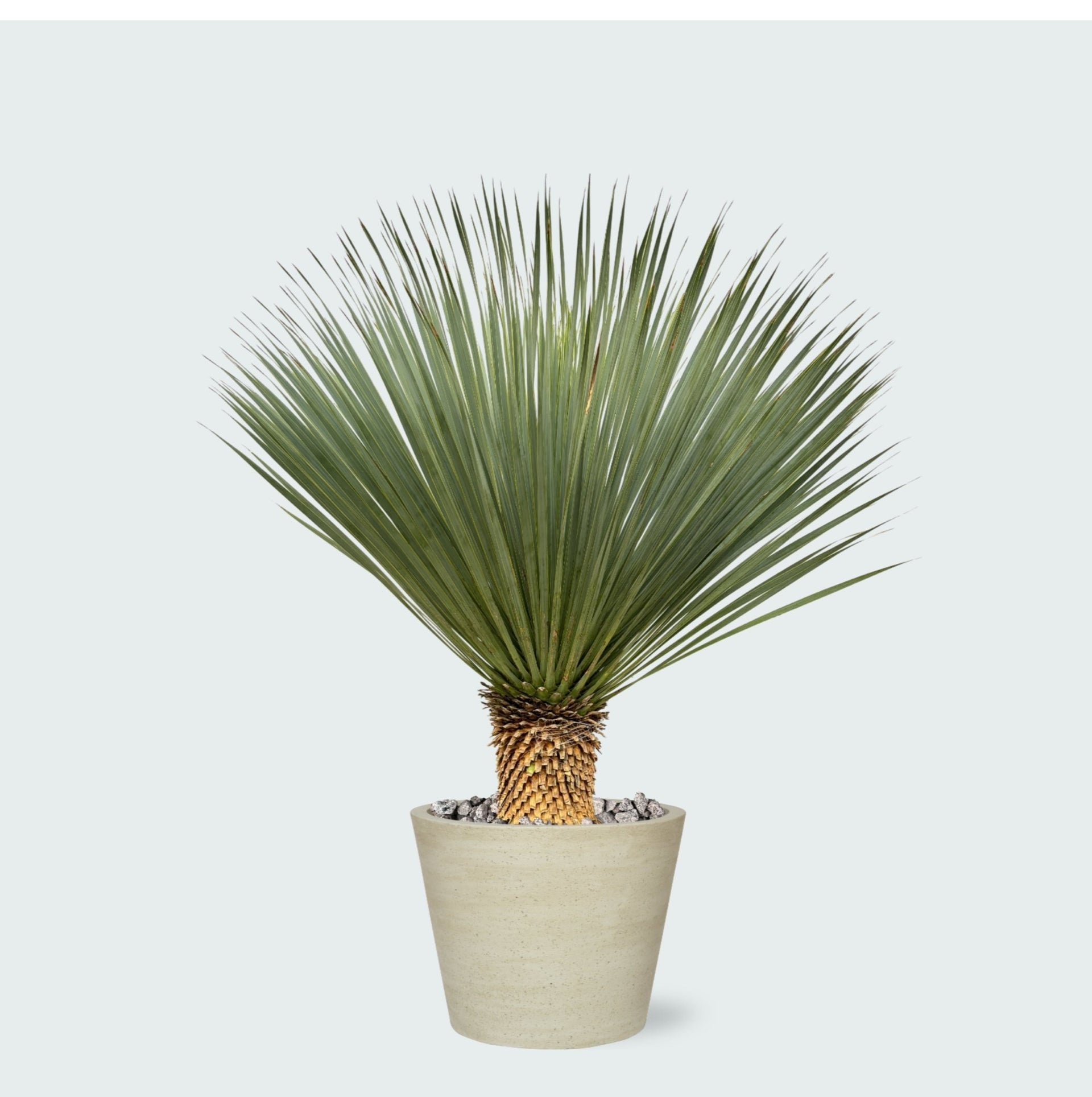 Yucca Rostrata kopen | Tuinplanten voor jouw ruimte Yucca Rostrata kopen | Tuinplanten voor jouw ruimte