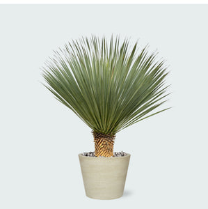 Combi deal - Yucca Rostrata op stam inclusief Bucket - 120 cm