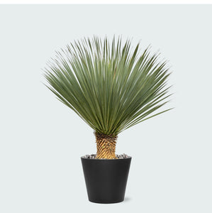 Combi deal - Yucca Rostrata op stam inclusief Bucket - 120 cm