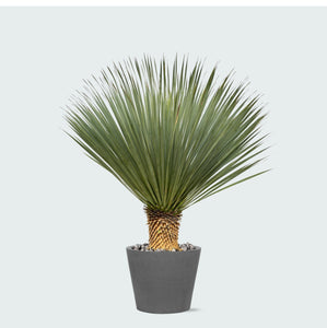 Combi deal - Yucca Rostrata op stam inclusief Bucket - 120 cm