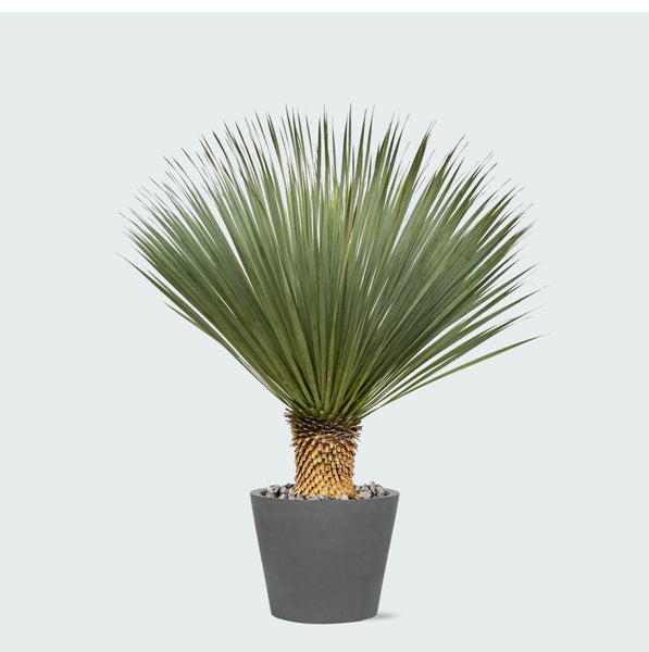 Combi deal - Yucca Rostrata op stam inclusief Bucket - 120 cm