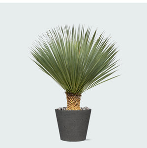 Combi deal - Yucca Rostrata op stam inclusief Bucket - 120 cm