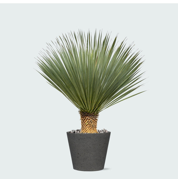 Combi deal - Yucca Rostrata op stam inclusief Bucket - 120 cm