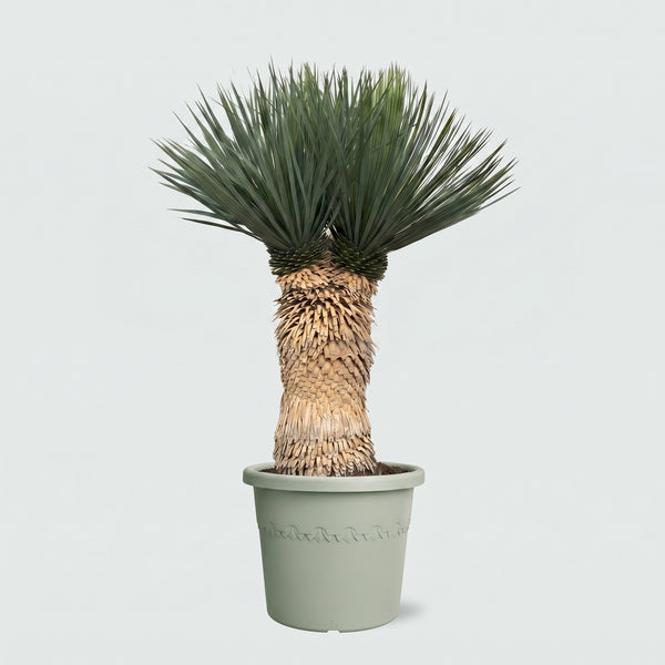 Yucca Rostrata multi head - 120 cm