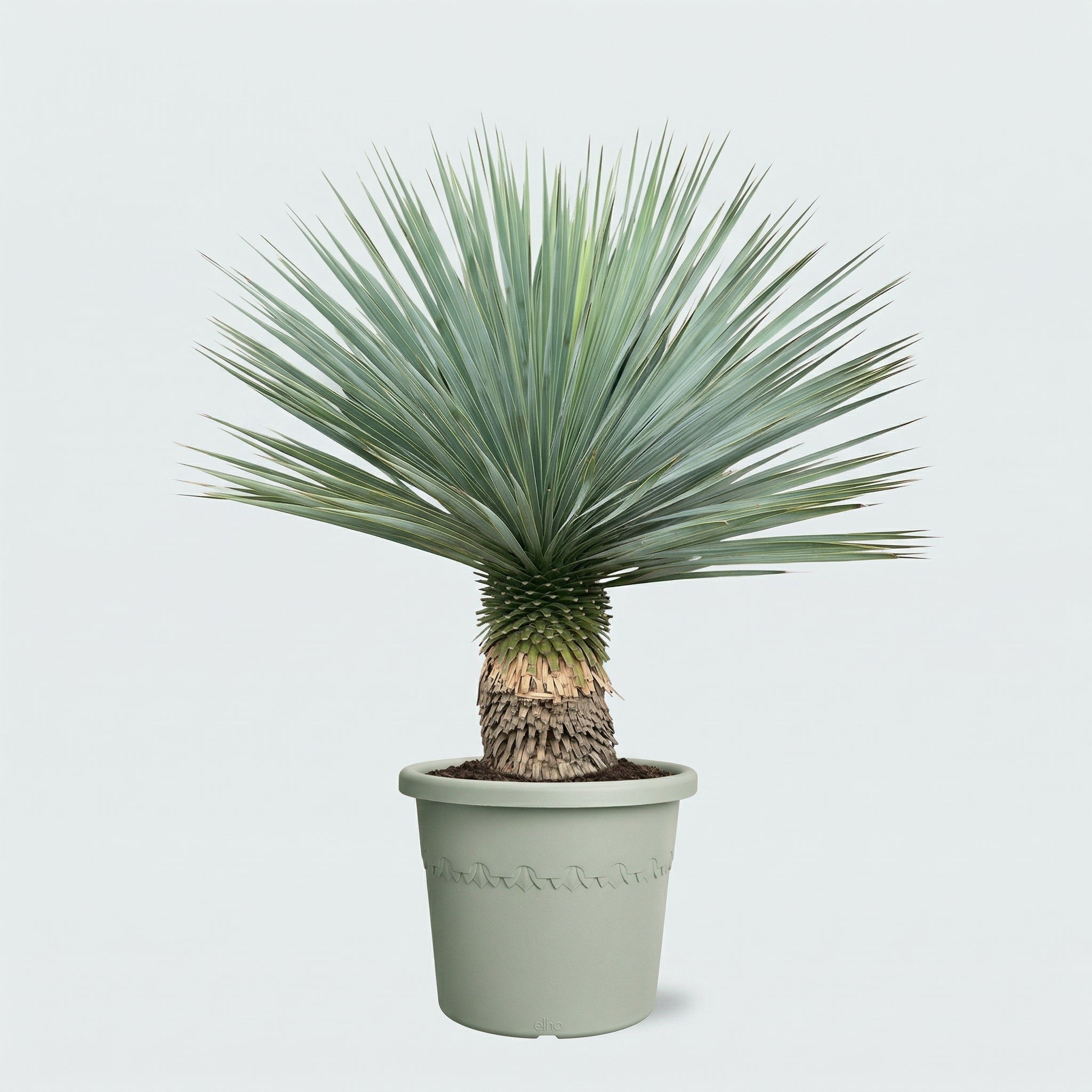 Yucca Rostrata - 100cm