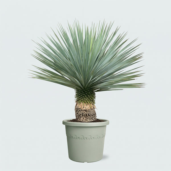 Yucca palm online kopen? | Direct van de beste kwekers | Binnen 48 uur thuisbezorgd | Gratis thuisbezorgd Yucca palm online kopen? | Direct van de beste kwekers | Binnen 48 uur thuisbezorgd | Gratis thuisbezorgd