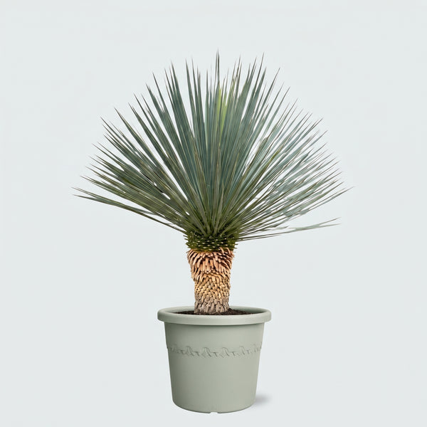 Yucca Rostrata 'Blue Swan' - 100cm