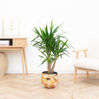 Yucca Elephantipes vertakt - 120cm