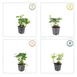 Product afbeelding 6