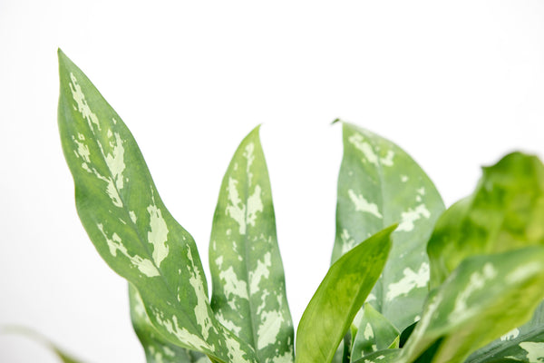 Aglaonema Maria - 30cm