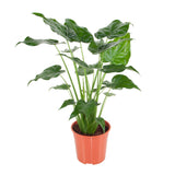 Product afbeelding 2