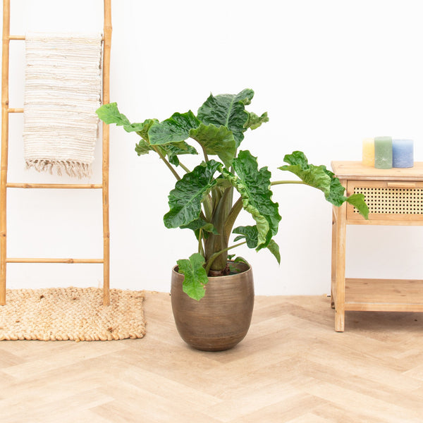 Alocasia Low Rider - 100cm