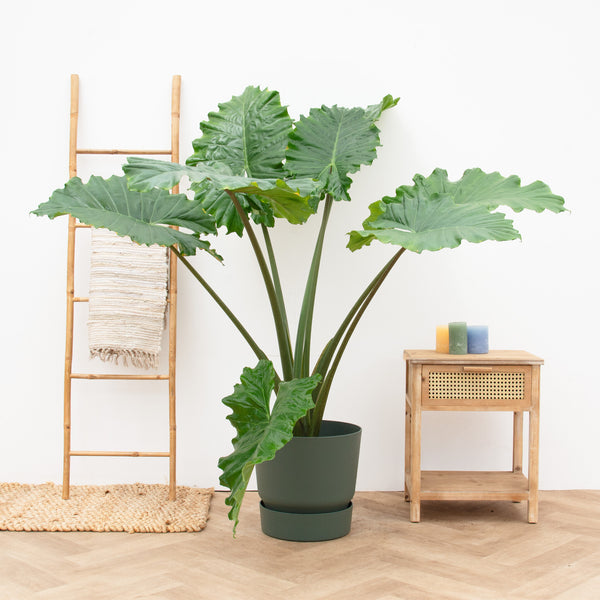 Alocasia Portadora - 150cm 