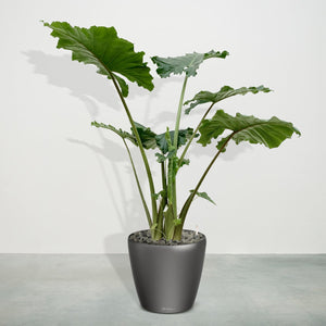 Combideal - Alocasia Portodora inclusief zelfwaterende pot Joy L - 170cm