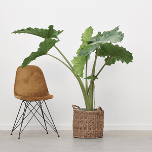 Alocasia Portodora - 140cm