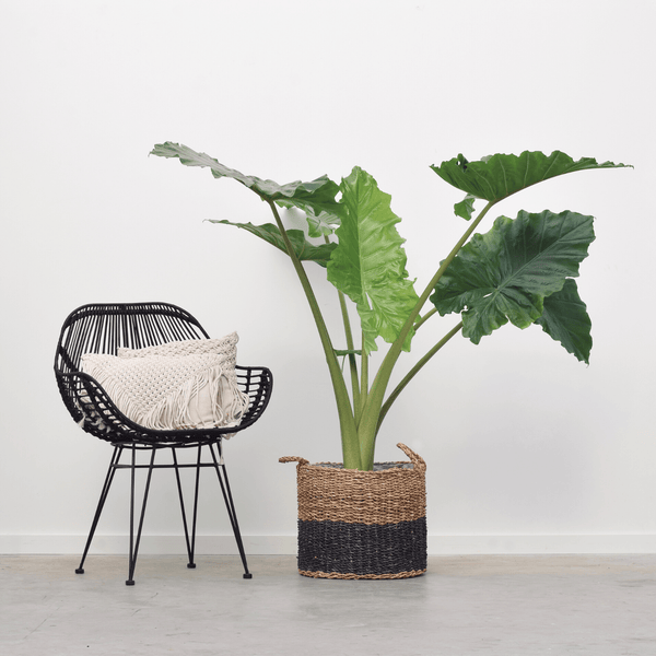 Alocasia Portodora - 130cm kopen bij Green Bubble