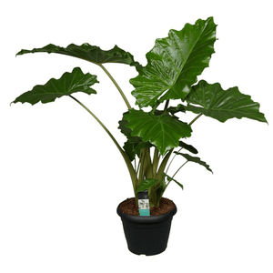 Alocasia Portodora - 140cm