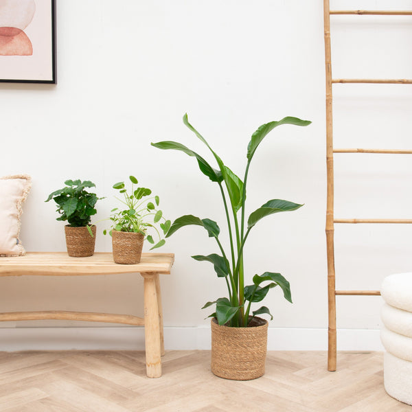 Small appartment plant package including baskets