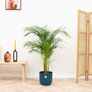 Combi deal - Dypsis Lutescens (Areca palm) inclusief elho Vibes Fold Round - 140cm