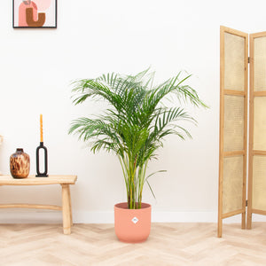 Combi deal - Dypsis Lutescens (Areca palm) inclusief elho Vibes Fold Round - 140cm