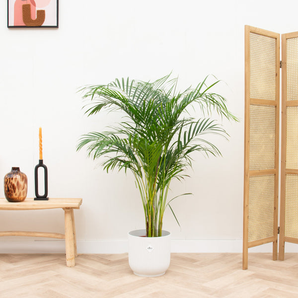 Combi deal - Dypsis Lutescens (Areca palm) inclusief elho Vibes Fold Round - 140cm