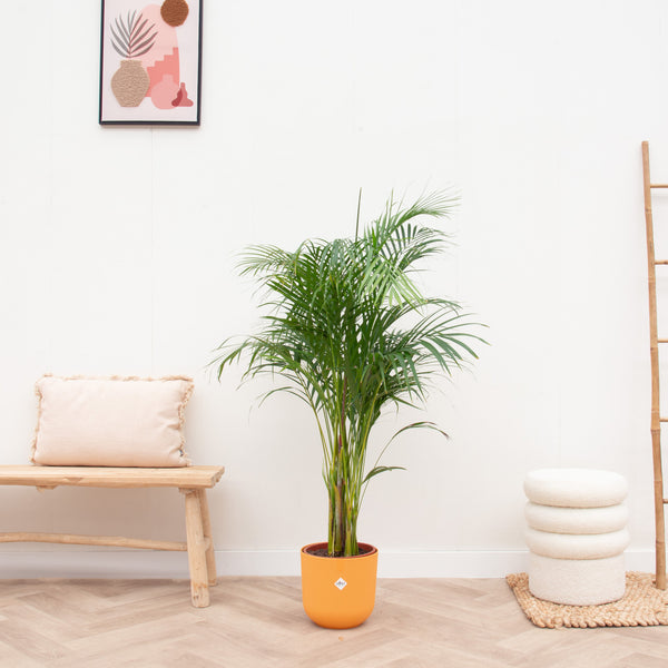 Combi deal - Dypsis Lutescens (Areca palm) inclusief elho Jazz Round - 140cm